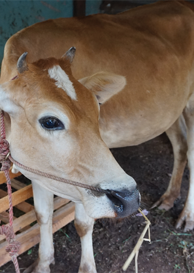 A Dairy Cow